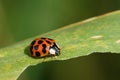 Harmonia axyridis