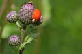 Harmonia axyridis