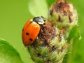 Lady bug Royalty Free Stock Photo