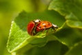 Harmonia axyridis, most commonly known as the harlequin, multicolored Asian, or Asian ladybeetle. Two ladybirds mating on a leaf.