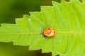 Harmonia Axyridis Nymph