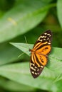 Harmonia tiger - Tithorea harmonia Royalty Free Stock Photo