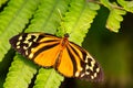 Harmonia tiger - Tithorea harmonia Royalty Free Stock Photo