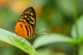 Harmonia tiger - Tithorea harmonia Royalty Free Stock Photo