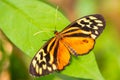 Harmonia tiger - Tithorea harmonia Royalty Free Stock Photo