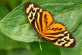 Harmonia tiger - Tithorea harmonia Royalty Free Stock Photo