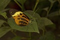 The Harmonia tiger-wing Tithorea harmonia. Royalty Free Stock Photo