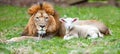 Harmonious coexistence lion and lamb peacefully living together in tranquil unity