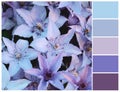 Harmonious color combinations. Cool pastel color palette, blue and purple tints.