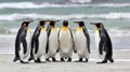 Harmonious display of unity in diversity with a group of penguins standing together