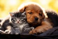 Harmonious duo Cat and dog recline together, sharing quiet moments