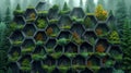 Harmonious Hexagonal Habitats in Forest