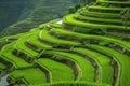 Harmonious Hues: Abstract Patterns in Rice Terraces