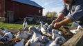 Harmonious Interaction: Pigeons Feeding from Farmers Hand in Rural Farm Setting