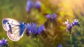 A harmonious trio of a butterfly, a purple flower, and warm sunlight, Generative AI illustration Royalty Free Stock Photo