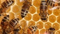 Harmonious work of team of bees to create a honeycomb.