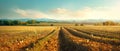 Harmony in the Fields: A Minimalist Sunset Overture. Concept Outdoor Photoshoot, Minimalist