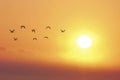 Harmony in flight, birds in misty sunset