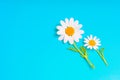 Harmony in Nature: Two Tiny Daisies on a Blue Background
