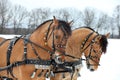 Harness driving horse team in winter day Royalty Free Stock Photo