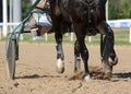 Harness horse racing. Horses trotter breed in motion on hippodrome. Royalty Free Stock Photo