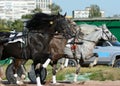 Harness horse racing. Horses trotter breed in motion on hippodrome. Royalty Free Stock Photo