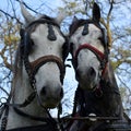 Harness horses ready for parade, a pair - horse and mare