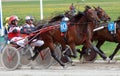 Harness race horses