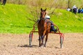 Handsome purebred horse harness racing Bulgaria Royalty Free Stock Photo