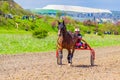 Handsome purebred horse harness racing Bulgaria Royalty Free Stock Photo