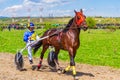 Handsome purebred horse harness racing Bulgaria Royalty Free Stock Photo