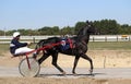 Harness racing horse and jockey