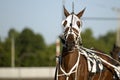 Harness Racing horse Royalty Free Stock Photo