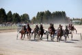 Harness racing horses trotter breed Royalty Free Stock Photo