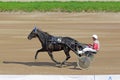 Harness racing Royalty Free Stock Photo