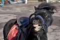 Harnessed black adult pony with open mouth