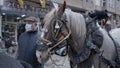 Harnessed and blinkered Andalusian horses on festival of animals, San Antonio Abad Feast In Valencia, Spain. Close Up