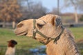 Harnessed Camel Head Royalty Free Stock Photo