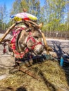 Harnessed donkey portrait Royalty Free Stock Photo