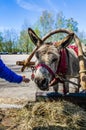 Harnessed donkey portrait Royalty Free Stock Photo