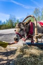 Harnessed donkey portrait Royalty Free Stock Photo