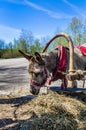 Harnessed donkey portrait Royalty Free Stock Photo
