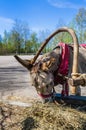 Harnessed donkey portrait Royalty Free Stock Photo