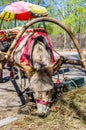 Harnessed donkey portrait Royalty Free Stock Photo