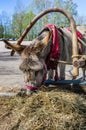 Harnessed donkey portrait Royalty Free Stock Photo
