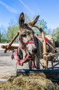 Harnessed donkey portrait Royalty Free Stock Photo