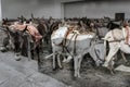 Harnessed donkeys are waiting for tourists