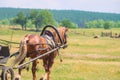 Harnessed horse breed Russian heavy truck pulls a cart