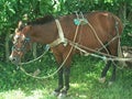 Harnessed horse in cuba