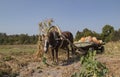 Harnessed horse eats leaves in the garden